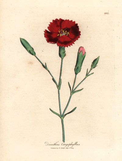 Karmozijnrode anjer, kruidnagelroze, Dianthus caryophyllus, uit een botanische illustratie door James Sowerby uit William Woodville en Sir William Jackson Hooker