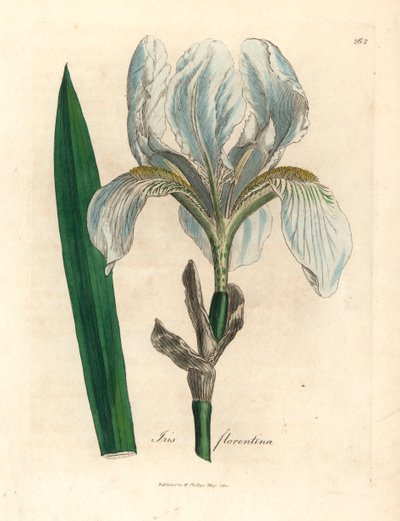 Florentijnse iris, Iris florentina, uit een botanische illustratie door James Sowerby uit William Woodville en Sir William Jackson Hooker