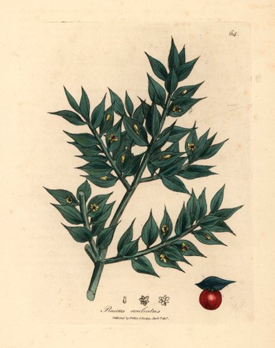 Groenbloemige slagersbezem, Ruscus aculeatus, uit een botanische illustratie van James Sowerby uit William Woodville en Sir William Jackson Hooker