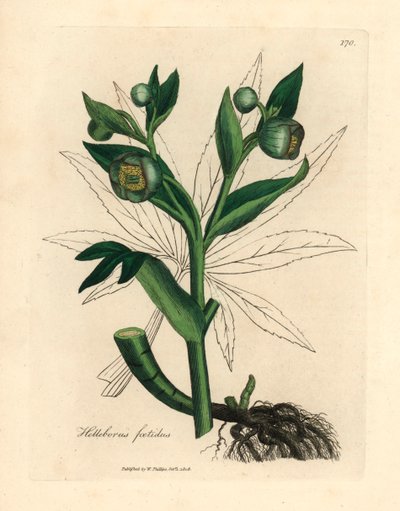 Groenbloeiende stinkende nieskruid of berenklauw, Helleborus foetidus, uit een botanische illustratie van James Sowerby uit William Woodville en Sir William Jackson Hooker