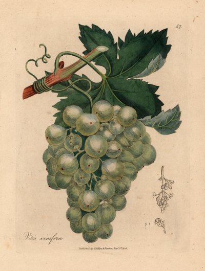 Groene druiven, wijnstok en bladeren, Vitis vinifera, uit een botanische illustratie door James Sowerby uit William Woodville en Sir William Jackson Hooker