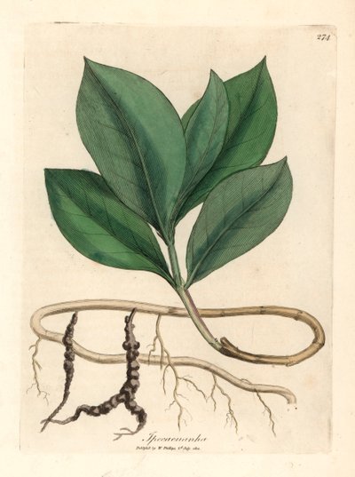Ipecacuanha, uit een botanische illustratie door James Sowerby uit William Woodville en Sir William Jackson Hooker