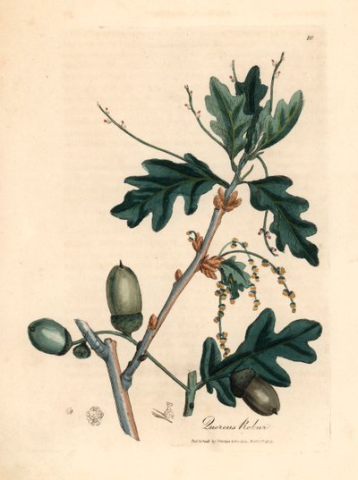 Bladeren en eikels van de zomereik, Quercus robur, uit een botanische illustratie door James Sowerby uit William Woodville en Sir William Jackson Hooker