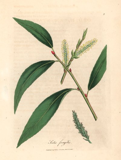 Bladeren en katjes van de kraakwilgenboom, Salix fragilis, uit een botanische illustratie van James Sowerby uit William Woodville en Sir William Jackson Hooker