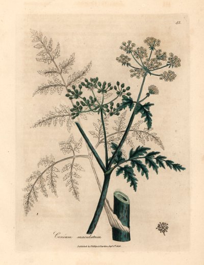 Bladeren en bloemen van de gevlekte scheerling, Conium maculatum, uit een botanische illustratie door James Sowerby uit William Woodville en Sir William Jackson Hooker
