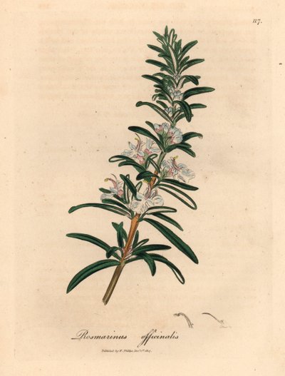 Lichtblauw bloeiende rozemarijn, Rosmarinus officinalis, uit een botanische illustratie door James Sowerby uit William Woodville en Sir William Jackson Hooker