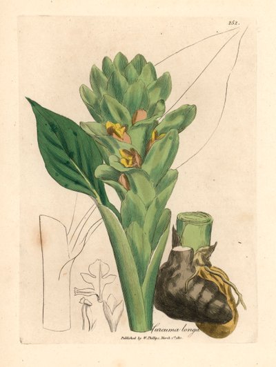 Langwortelige kurkuma, Curcuma longa, uit een botanische illustratie door James Sowerby uit William Woodville en Sir William Jackson Hooker