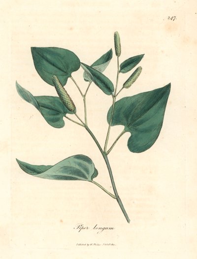 Lange peper, Piper longum, uit een botanische illustratie van James Sowerby uit William Woodville en Sir William Jackson Hooker