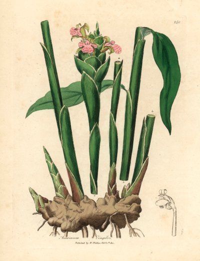 Smalbladige gember, Zingiber officinale, uit een botanische illustratie van James Sowerby uit William Woodville en Sir William Jackson Hooker