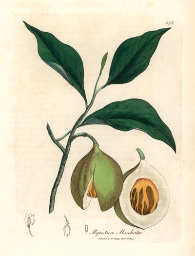 Nootmuskaat en foelieboom, Myristica moschata, Myristica fragrans, uit een botanische illustratie door James Sowerby uit William Woodville en Sir William Jackson Hooker