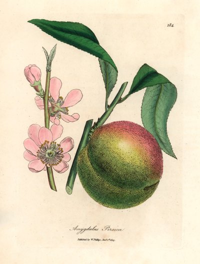 Perzikboom met rijpe vruchten en roze bloesem, Amygdalus persica, uit een botanische illustratie door James Sowerby uit William Woodville en Sir William Jackson Hooker