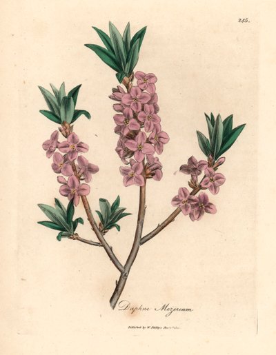 Roze bloeiende mezereon, Daphne mezereum, uit een botanische illustratie door James Sowerby uit William Woodville en Sir William Jackson Hooker