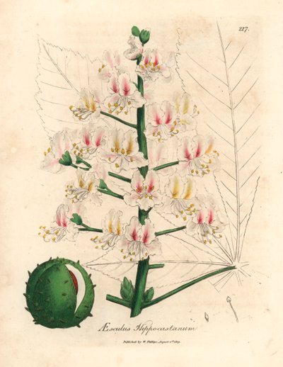 Roze bloesem en vrucht van de paardenkastanjeboom, Aesculus hippocastanum, uit een botanische illustratie door James Sowerby uit William Woodville en Sir William Jackson Hooker