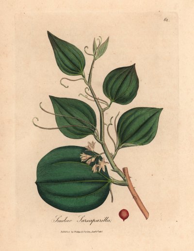 Roze bloeiende en bes van sarsaparilla smilax, Smilax sarsaparilla, uit een botanische illustratie door James Sowerby uit William Woodville en Sir William Jackson Hooker
