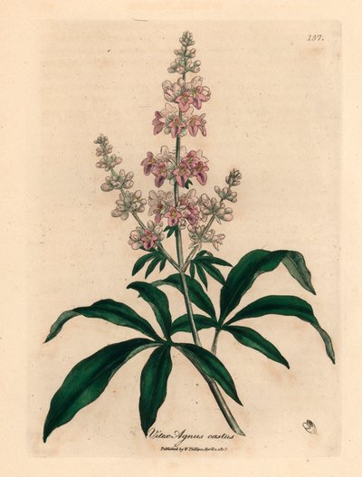 Roze bloeiende kuisboom, Vitex agnus castus, uit een botanische illustratie door James Sowerby uit William Woodville en Sir William Jackson Hooker