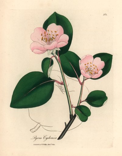 Roze bloeiende kweepeerboom, Pyrus cydonia, uit een botanische illustratie door James Sowerby uit William Woodville en Sir William Jackson Hooker