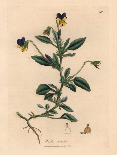Paarse en gele viooltjes, Viola tricolor, uit een botanische illustratie door James Sowerby uit William Woodville en Sir William Jackson Hooker