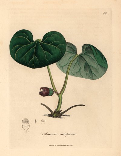 Paarse bloeiende asarabacca, of wilde gember, Asarum europaeum, uit een botanische illustratie door James Sowerby uit William Woodville en Sir William Jackson Hooker