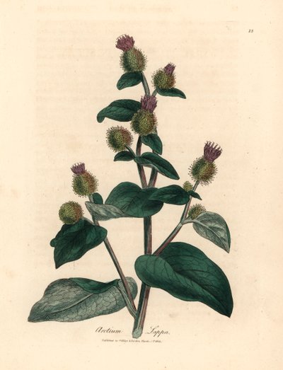Paarse bloeiende klis, Arctium lappa, uit een botanische illustratie door James Sowerby uit William Woodville en Sir William Jackson Hooker