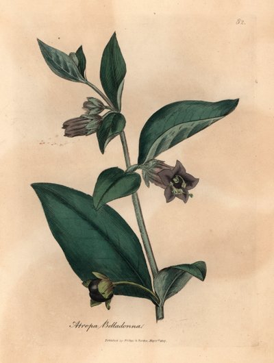 Paarse bloeiende dodelijke nachtschade, Atropa belladonna, uit een botanische illustratie door James Sowerby uit William Woodville en Sir William Jackson Hooker