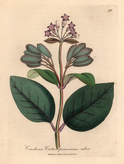 Paarsbloemige rode Peruaanse bastboom, Cinchona cortex peruvianus ruber, uit een botanische illustratie van James Sowerby uit William Woodville en Sir William Jackson Hooker