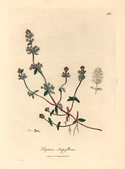 Paarsbloemige wilde tijm, Thymus serpyllum, uit een botanische illustratie van James Sowerby uit William Woodville en Sir William Jackson Hooker