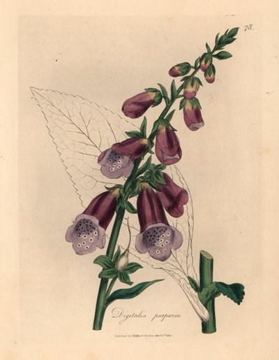 Paarse vingerhoedskruid, Digitalis purpurea, uit een botanische illustratie door James Sowerby uit William Woodville en Sir William Jackson Hooker