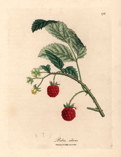 Frambozenstruik met rijpe vruchten en gele bloemen, Rubus idaeus, uit een botanische illustratie door James Sowerby uit William Woodville en Sir William Jackson Hooker
