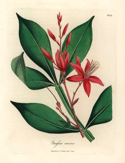 Rood bloeiende bittere quassia, Quassia amara, uit een botanische illustratie door James Sowerby uit William Woodville en Sir William Jackson Hooker