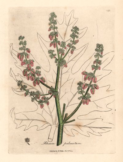 Rabarber bloemen en stengel, bladomtrek, Rheum palmatum, uit een botanische illustratie door James Sowerby uit William Woodville en Sir William Jackson Hooker