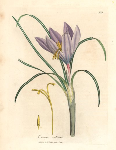 Saffraankrokus, Crocus sativus, uit een botanische illustratie door James Sowerby uit William Woodville en Sir William Jackson Hooker