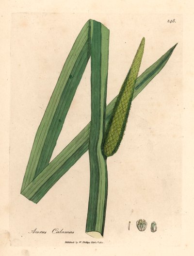 Kalmoes, Acorus calamus, uit een botanische illustratie door James Sowerby uit William Woodville en Sir William Jackson Hooker