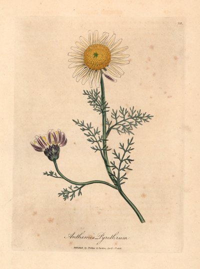 Wit en geel Spaanse kamille, Anthemis pyrethrum, uit een botanische illustratie van James Sowerby uit William Woodville en Sir William Jackson Hooker