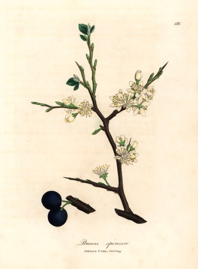 Witte bloesem en blauwe bessen van de sleedoorn, Prunus spinosa, uit een botanische illustratie van James Sowerby uit William Woodville en Sir William Jackson Hooker