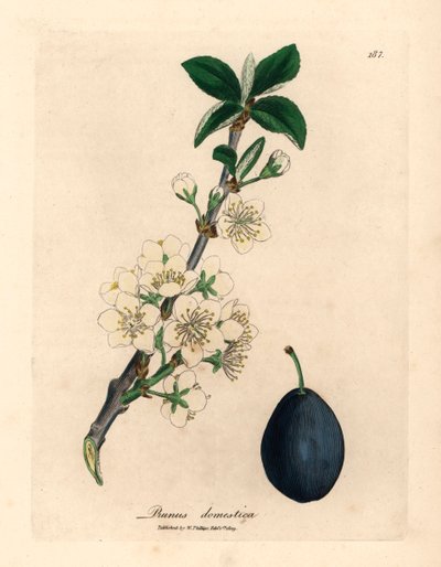 Witte bloesem en vrucht van de pruimenboom, Prunus domestica, uit een botanische illustratie door James Sowerby uit William Woodville en Sir William Jackson Hooker