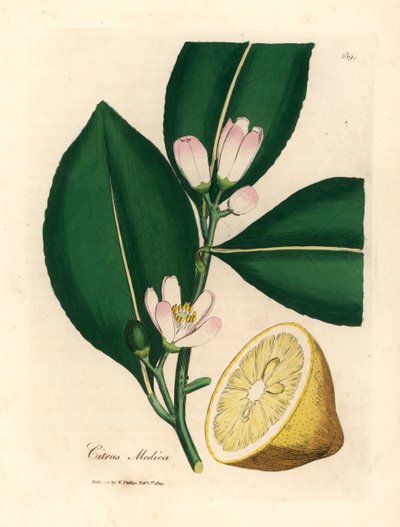 Witte bloesem en rijpe vruchtsegment van de citroenboom, Citrus medica, uit een botanische illustratie door James Sowerby uit William Woodville en Sir William Jackson Hooker