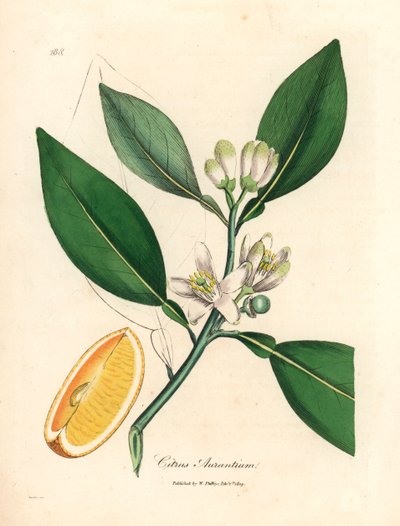 Witte bloesem en rijp fruitsegment van de sinaasappelboom, Citrus aurantium, uit een botanische illustratie door James Sowerby uit William Woodville en Sir William Jackson Hooker