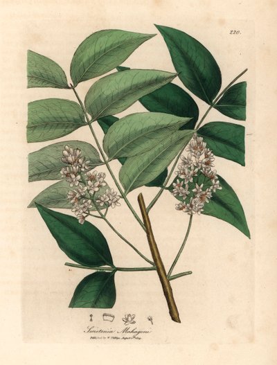 Witbloeiende mahoniebomen, Swietenia mahogani, uit een botanische illustratie van James Sowerby uit William Woodville en Sir William Jackson Hooker