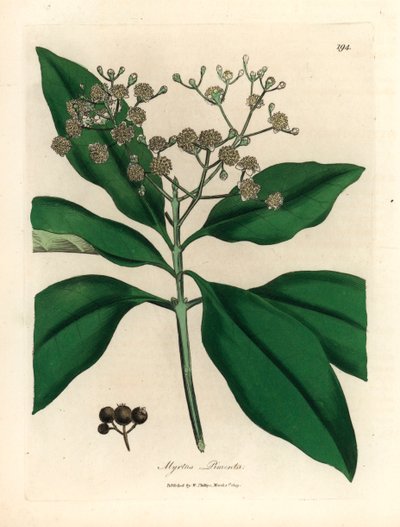 Wit bloeiende pimentboom, Myrtus pimenta, uit een botanische illustratie door James Sowerby uit William Woodville en Sir William Jackson Hooker