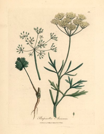 Witbloemige anijs, Pimpinella anisum, uit een botanische illustratie van James Sowerby uit William Woodville en Sir William Jackson Hooker