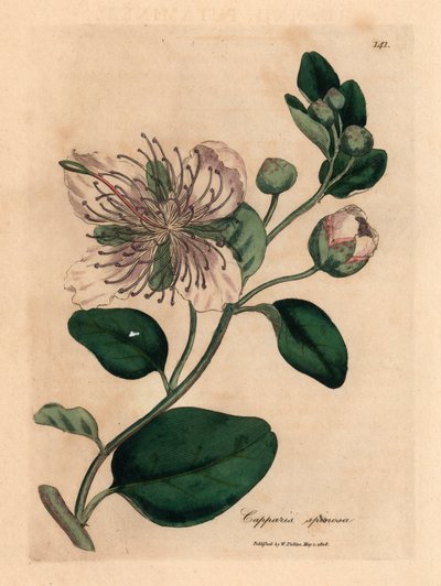 Wit bloeiende kappertjesstruik, Capparis spinosa, uit een botanische illustratie door James Sowerby uit William Woodville en Sir William Jackson Hooker