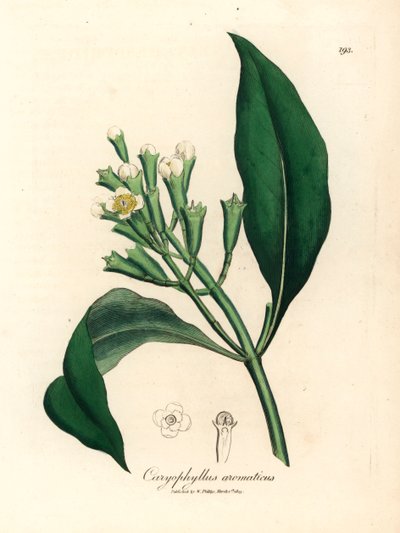 Witbloeiende kruidnagelboom, Caryophyllus aromaticus, uit een botanische illustratie van James Sowerby uit William Woodville en Sir William Jackson Hooker