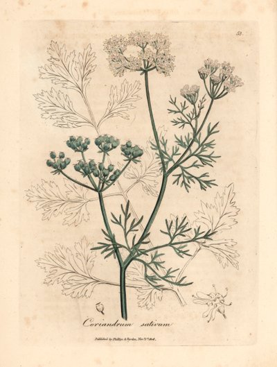 Witbloemige koriander, Coriandrum sativum, uit een botanische illustratie van James Sowerby uit William Woodville en Sir William Jackson Hooker