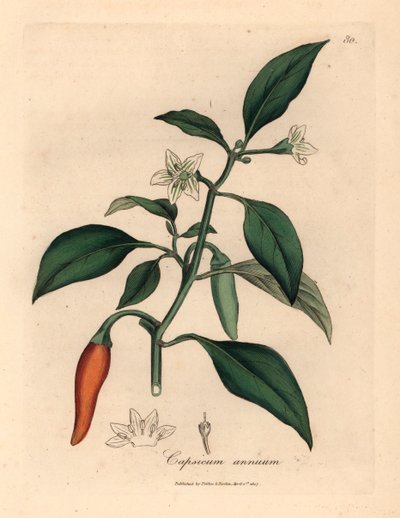 Witbloemige, scharlakenrode guinese peper, Capsicum annuum, uit een botanische illustratie van James Sowerby uit William Woodville en Sir William Jackson Hooker