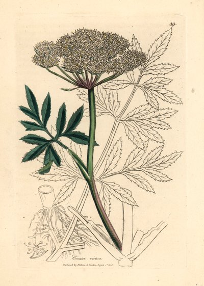 Witte bloeiende waterscheerling, Cicuta virosa, uit een botanische illustratie door James Sowerby uit William Woodville en Sir William Jackson Hooker