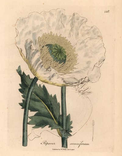 Witte papaver, Papaver somniferum, uit een botanische illustratie door James Sowerby uit William Woodville en Sir William Jackson Hooker