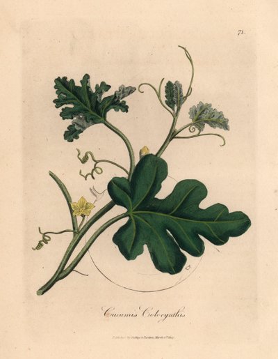 Gele bloeiende bittere komkommer, Cucumis colocynthis, uit een botanische illustratie door James Sowerby uit William Woodville en Sir William Jackson Hooker