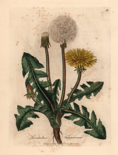 Gele bloeiende paardenbloem, Leontodon taraxacum, uit een botanische illustratie door James Sowerby uit William Woodville en Sir William Jackson Hooker
