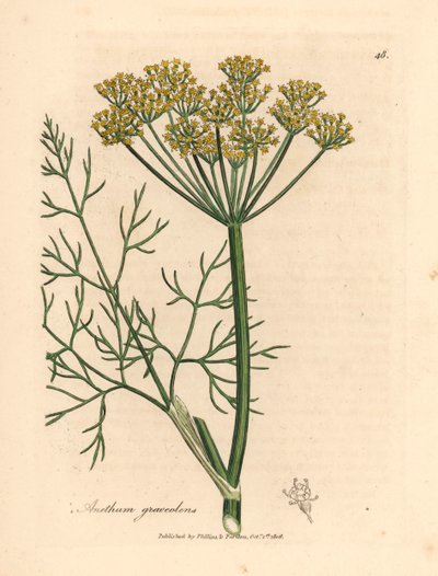 Geelbloemige dille, Anethum graveolens, uit een botanische illustratie van James Sowerby uit William Woodville en Sir William Jackson Hooker