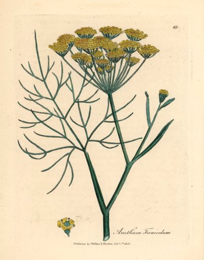 Gele bloeiende venkel, Anethum foeniculum, uit een botanische illustratie door James Sowerby uit William Woodville en Sir William Jackson Hooker